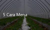 5 Cara Menaikkan Trombosit dengan Cepat dan Alami untuk Pasien DBD